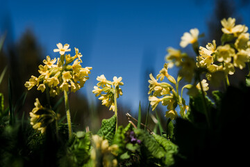 Vibrant Yellow Primrose Flowers Against a Clear Blue Sky