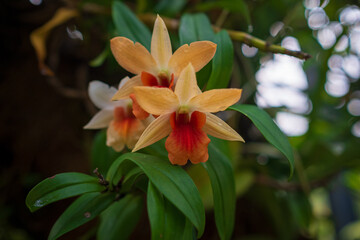 Stunning orchids in full bloom take center stage at the Kuala Lumpur Botanical Garden, showcasing vibrant colors, intricate details, and natural elegance in a lush tropical setting.