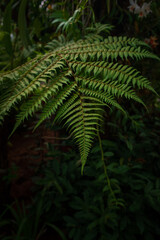 Close-up views of lush tropical ferns in the Kuala Lumpur Botanical Garden, showcasing their intricate leaves and vibrant greenery, surrounded by the serene natural beauty of the park.