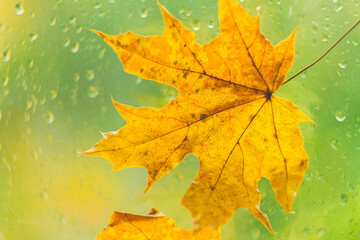 Autumn maple leaf yellow on glass with raindrops. Autumn weather. Rain outside window..