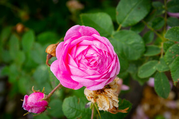 Beautiful blooming flower of rose bush rose close-up..
