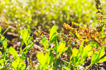 Bright green grass in sun. Green grass close-up. Sunny glade..