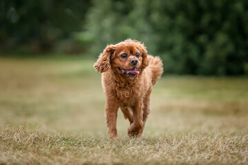 King Charles Cavalier on Ascot Racecourse