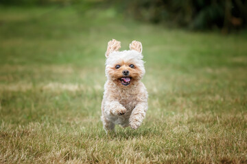 Cavachon on Ascot Racecourse in Berkshire
