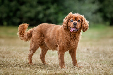 Fototapeta premium King Charles Cavalier on Ascot Racecourse