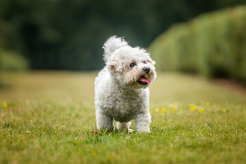 Bichon Frise at Ascot Racecourse in Berkshire