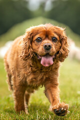 King Charles Cavalier on Ascot Racecourse