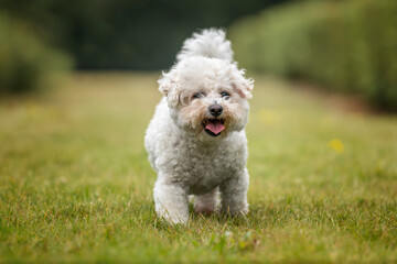 Bichon Frise at Ascot Racecourse in Berkshire