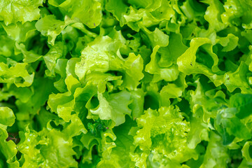 lettuce growing in garden beds, natural background, vegetarian food