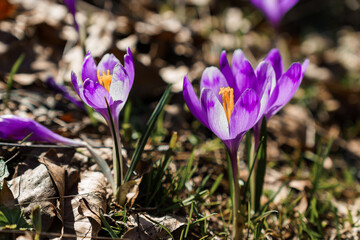 Vibrant Crocuses Blooming in Early Spring Through Leaf Litter