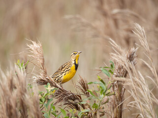 A Meadowlark perches on a tall grass at the Stick Marsh in Fellsmere, Florida.