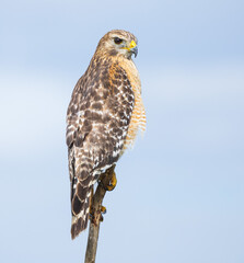 A Red Shouldered Hawk perches on a tree at the Stick Marsh in Fellsmere, Florida.