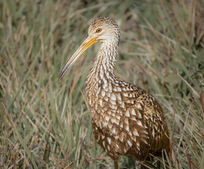 A Limpkin hunts for snails to eat at the Stick Marsh in Fellsmere, Florida.