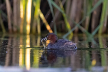 Zwergtaucher mit Fisch im Schnabel - aufgenommen aus dem floating hide