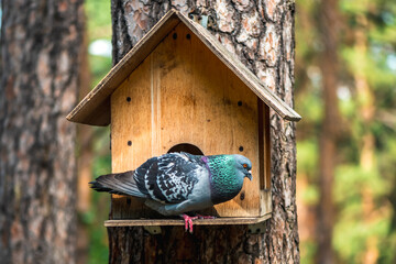 Beautiful pigeon sitting on a birdhouse on a tree