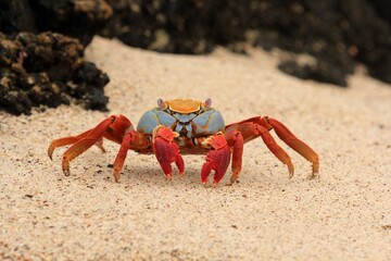 Sally Lightfoot Crab