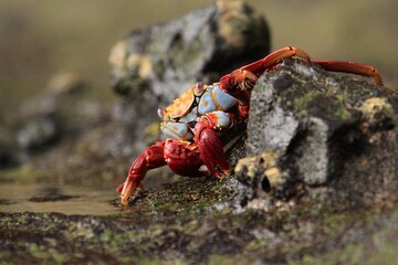 Sally Lightfoot Crab Climbing