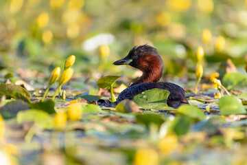 Zwergtaucher schwimmt in einem Teich mit blühenden Wasserpflanzen - aufgenommen aus dem floating...