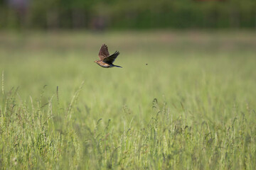 Feldlerche im Flug