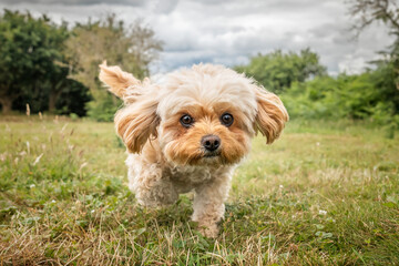 Cavachon on Ascot Racecourse in Berkshire