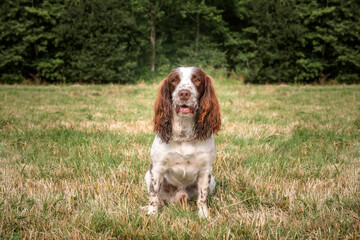 Springer Spaniel dog in a field in Bracknell