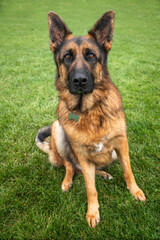 German Shepherd Dog on Windsor Long Walk posing lookling curious