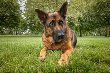 German Shepherd Dog on Windsor Long Walk with two treats on his paws