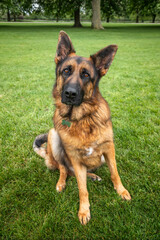 German Shepherd Dog on Windsor Long Walk