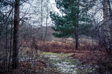 beautiful green young pine tree near forest pathway in the beginning of winter