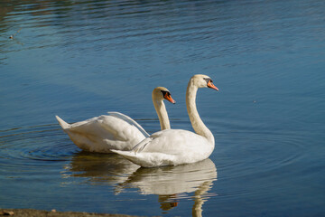 cigni sul lago