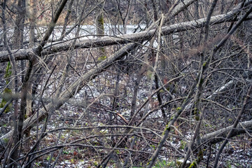 Fallen trees and swamp in the early spring forest 