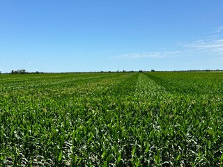 Corn field 