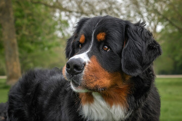 Bernese Mountain Dog on Windsor Long Walk looking left