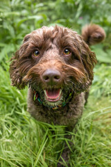 Fototapeta premium Brown cockapoo in the Windsor forest with a very happy face