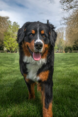 Bernese Mountain Dog on Windsor Long Walk looking happy at the camera