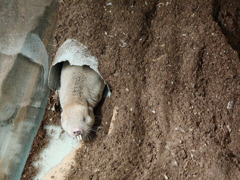 The Naked Mole-Rat, Heterocephalus glaber, is a research animal extensively studied for its exceptional longevity, resistance to cancer, and insights into aging and genetics.