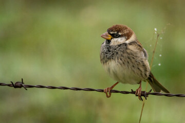 Passer hispaniolensis