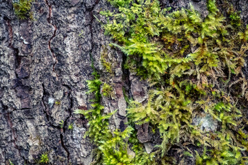 gray tree bark with green moss