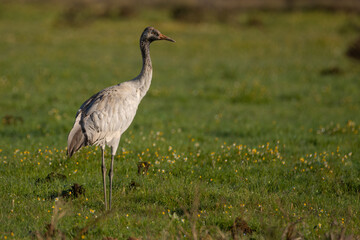 Fototapeta premium Grus grus