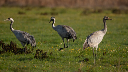 Obraz premium Grus grus