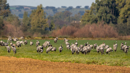 Fototapeta premium Grus grus