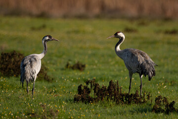 Grus grus