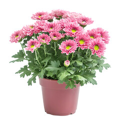 Blooming Pink Chrysanthemum Potted Plant  Home Decor  Garden Flowers
