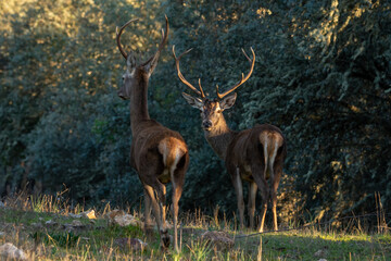 Cervus elaphus