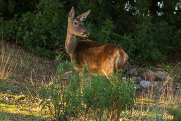 Cervus elaphus
