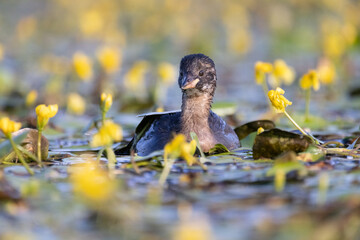 Zwergtaucher schwimmt in einem Teich mit blühenden Wasserpflanzen - aufgenommen aus dem floating...