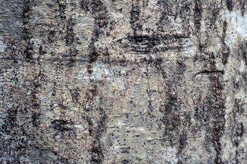 white alder tree bark texture close up