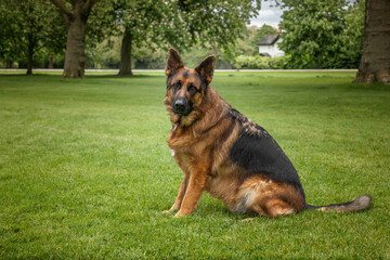 German Shepherd Dog on Windsor Long Walk