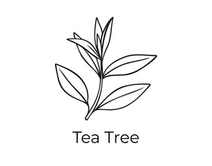 Obraz premium tea tree leaves doodle hand drawn icon. Outline drawing tea tree leaves organic natural cosmetic ingredient line clipart symbol 