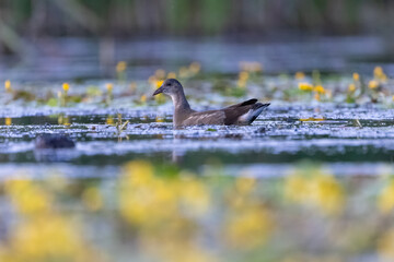 Teichralle schwimmt in einem Teich mit blühenden Wasserpflanzen - aufgenommen aus dem floating hide